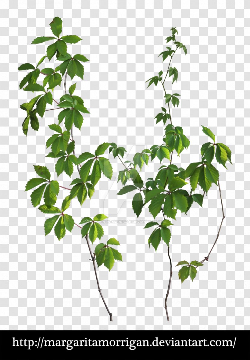 Margarita Parthenocissus Tricuspidata Liana Tree Plant - Vine - Flower Corner Transparent PNG