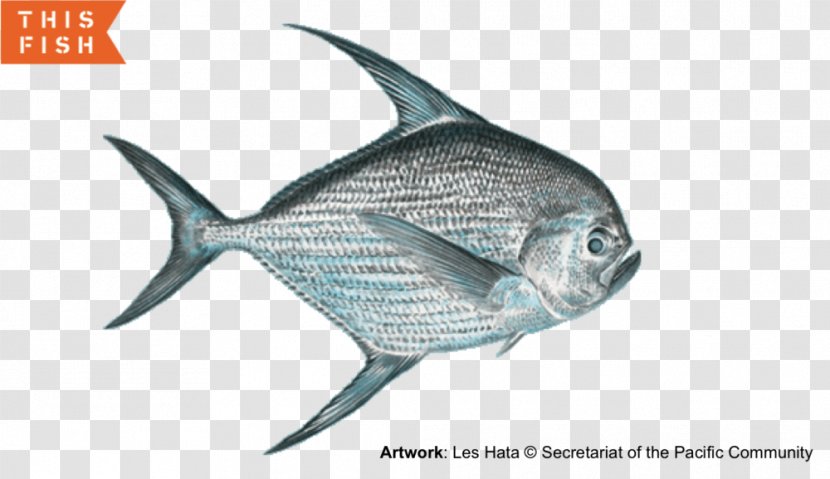 Hawaii Marlin Fishing Pomfret Taractichthys Steindachneri - Marine Mammal - Fish Transparent PNG