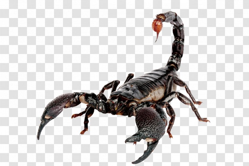 Emperor Scorpion Sting House - Stinger - Scorpions Transparent PNG