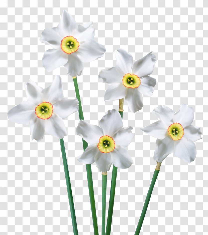 Flower Clip Art - Cut Flowers - Spring White Daffodils Picture Transparent PNG