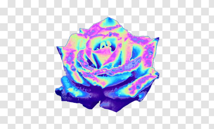 Rainbow Rose Garden Roses Blue Iridescence Tumblr - Flower - Holograph Transparent PNG