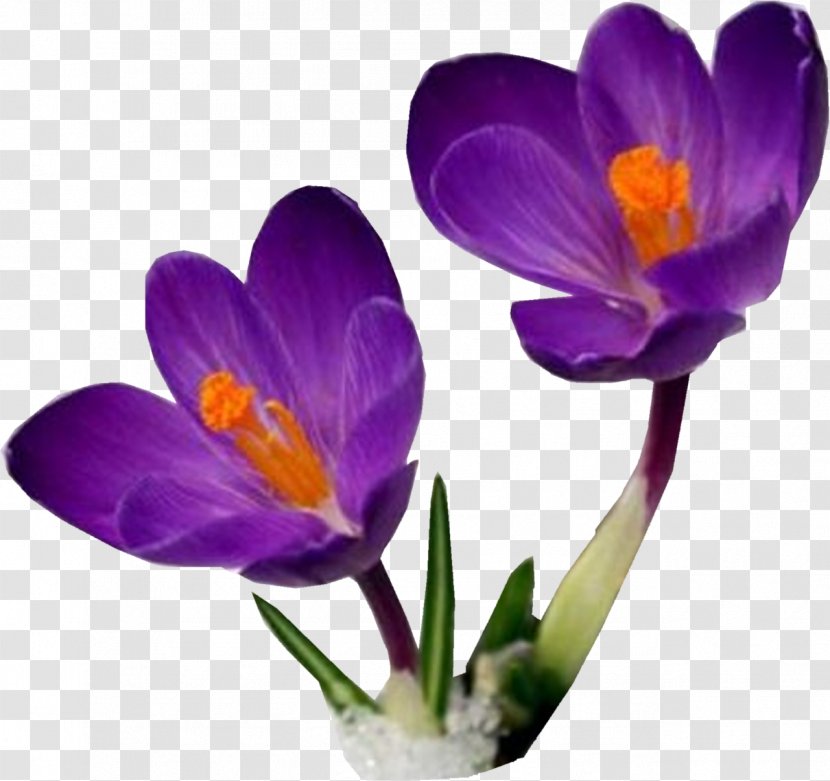 Candlemas Day Kryvyi Rih Institute Of Economics Temple In Jerusalem Christianity - Petal - Crocus Transparent PNG