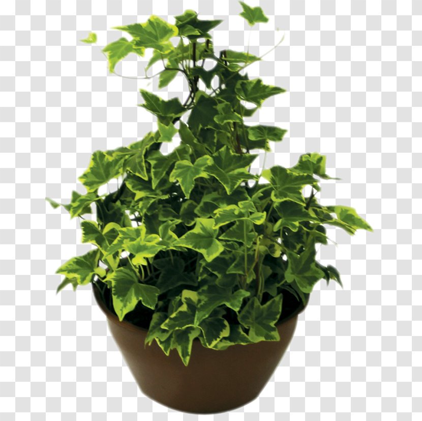 Houseplant Flowerpot Ornamental Plant Cut Flowers - Vine - Monstera Transparent PNG
