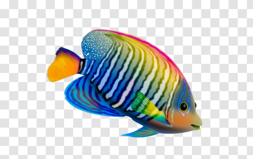 Desktop Wallpaper Fish Live Computer - Organism - Color Transparent PNG
