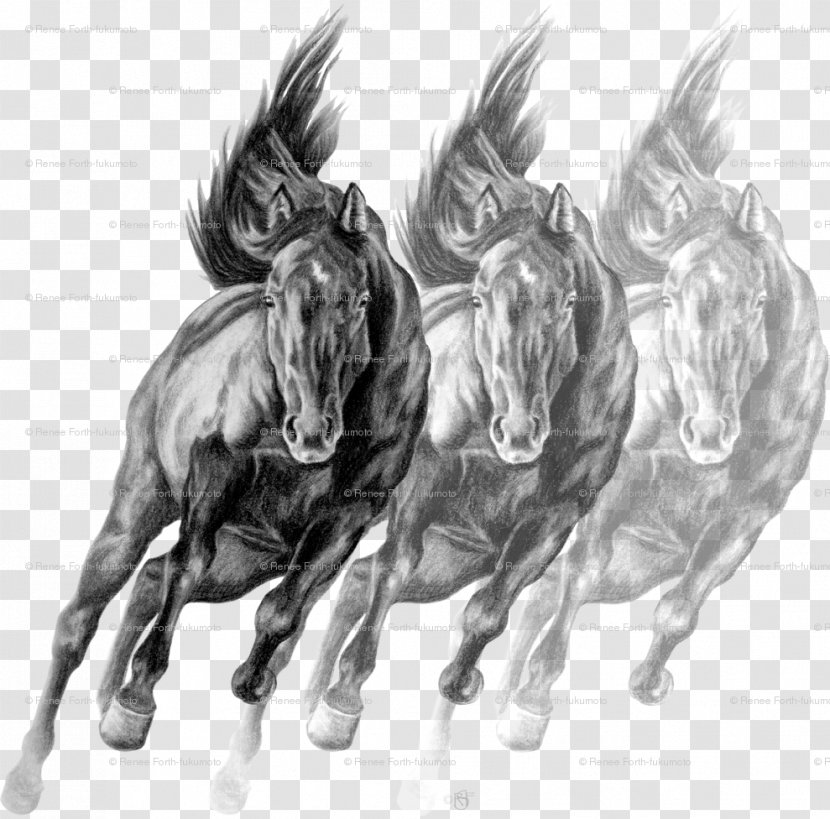 Sketch Drawing Mustang Art Charcoals - Wild Horse - Grand Canyon Railway Transparent PNG
