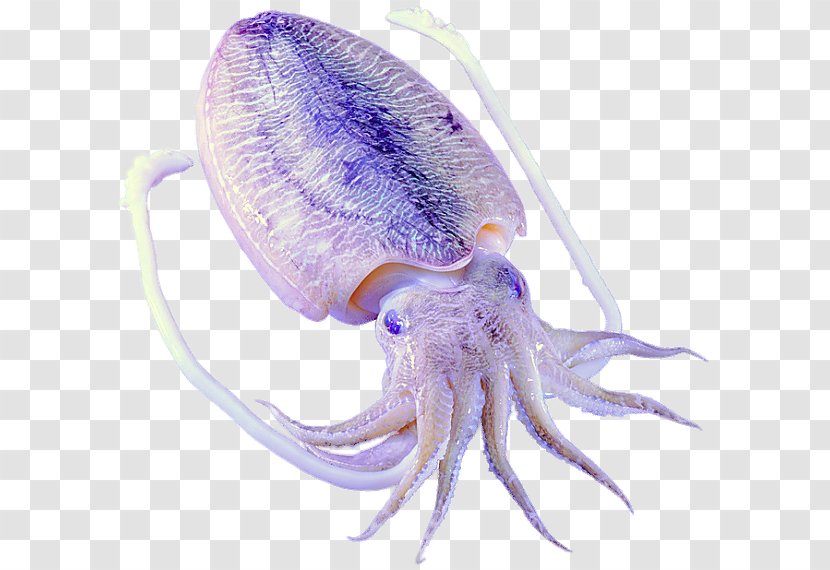 Octopus Squid Cephalopod Sepiidae Loliolus Japonica - Loliginidae - North America Mullet Transparent PNG