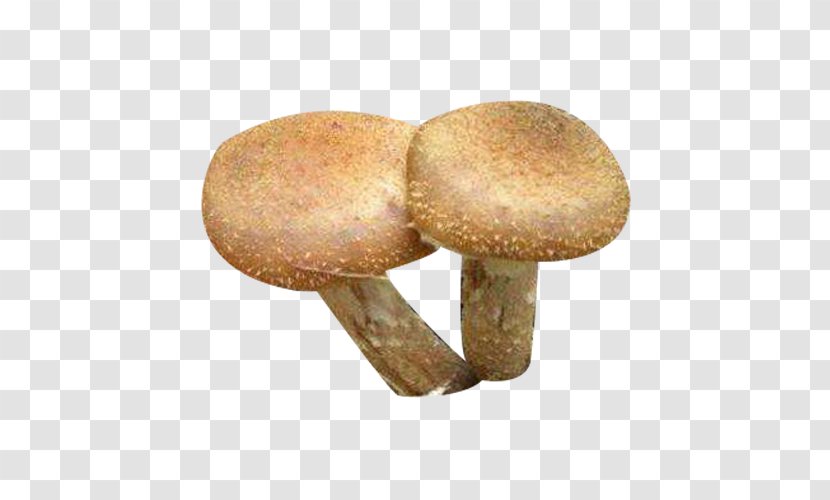 Asian Hazel Download - Ingredient - Fresh Mushroom Picture Material Transparent PNG
