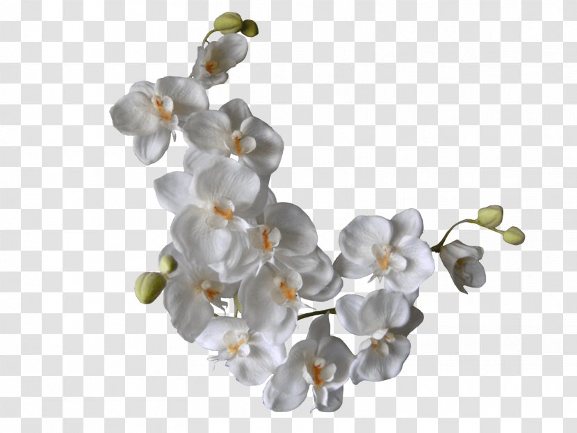 Flower White Orchids Clip Art - Jewellery Transparent PNG