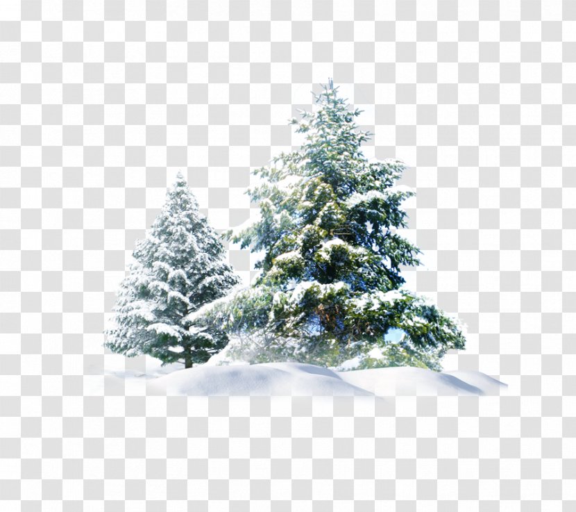 Polar Bear Snow Pine Wallpaper - Tree - Christmas Creative Transparent PNG