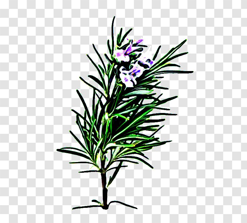 Rosemary - Flowering Plant - Herb Pedicel Transparent PNG