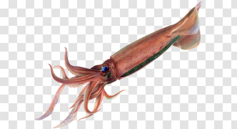 Squid Octopus - Animal Source Foods - Atlantic Bluefin Tuna Transparent PNG