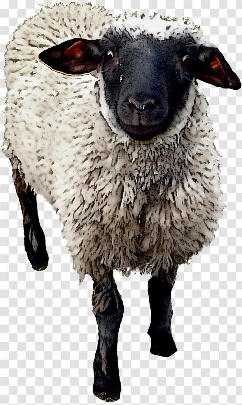 Sheep Goat Snout Transparent PNG