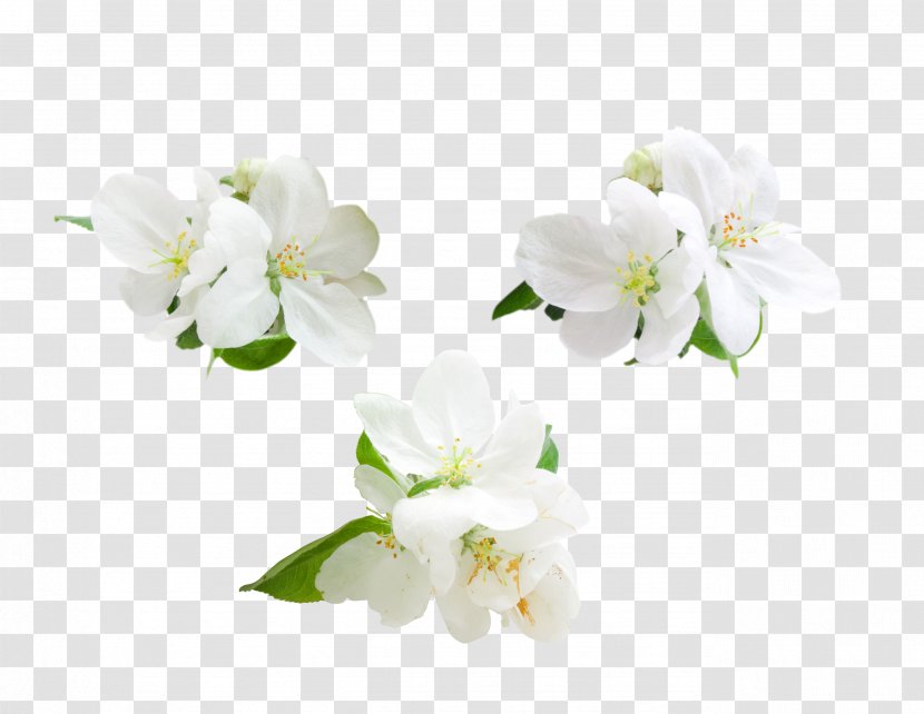 Apple Flower Computer File - Jasmine - Flowers Transparent PNG