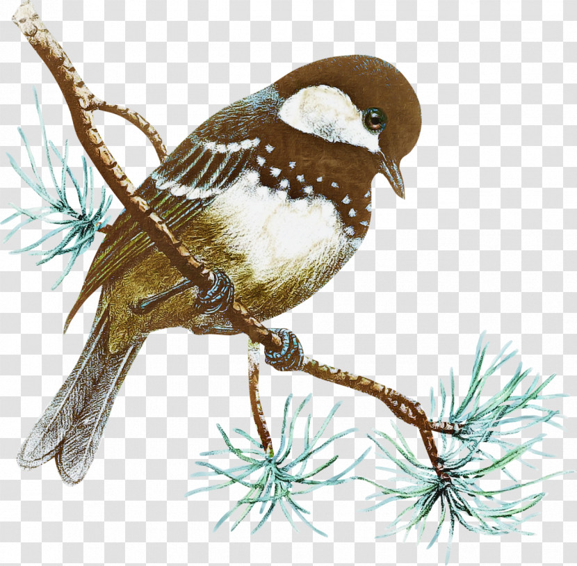 Bird Wren Perching Bird Branch Sparrow Transparent PNG