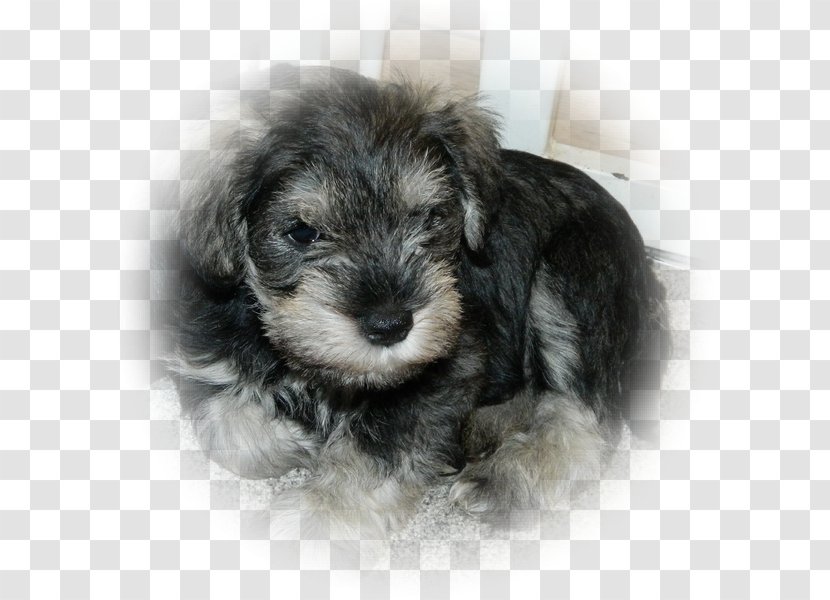 Miniature Schnauzer Schnoodle Dandie Dinmont Terrier Sporting Lucas Morkie - Dog Breed Group Transparent PNG