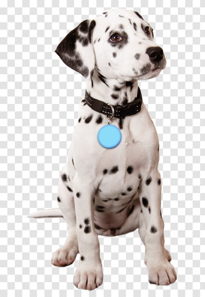 Golden Retriever French Bulldog Dalmatian Dog Puppy Valentine S Day Cane Transparent Png