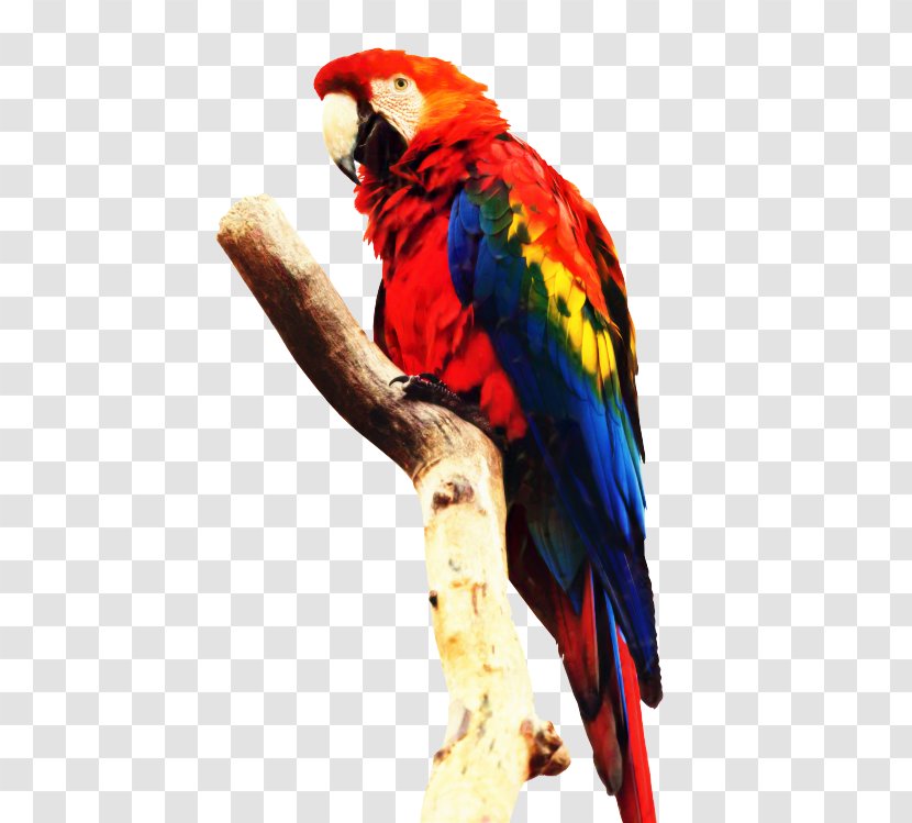 Bird Parrot - Budgie Wing Transparent PNG