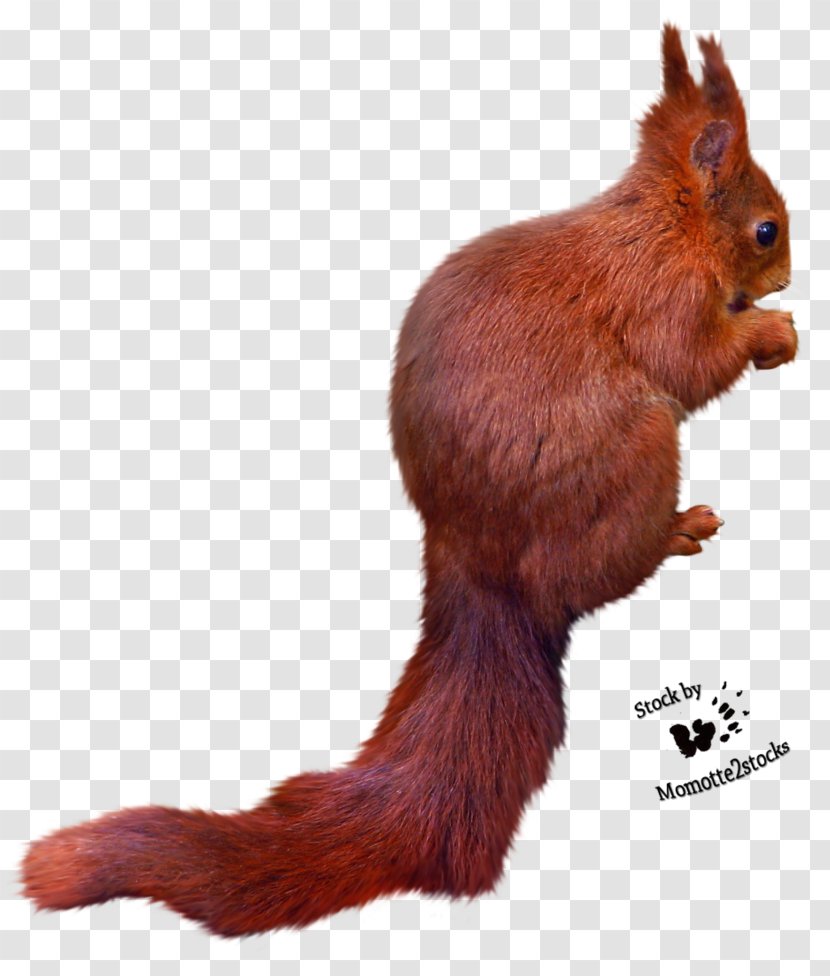 Squirrel Download - Transparency And Translucency - Free Images Transparent PNG