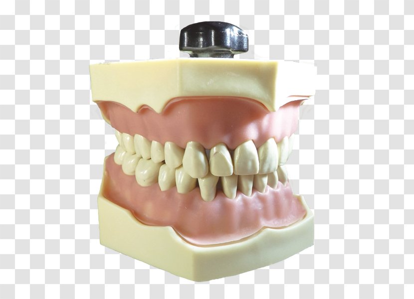 Tooth Service Quality Price School Transparent PNG