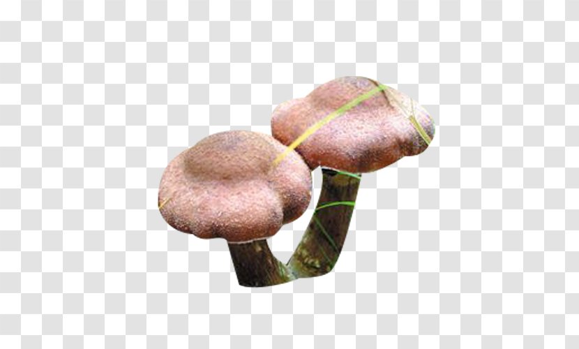Umbrella Mushroom - Medicinal Fungi - Hazel Picture Material Transparent PNG