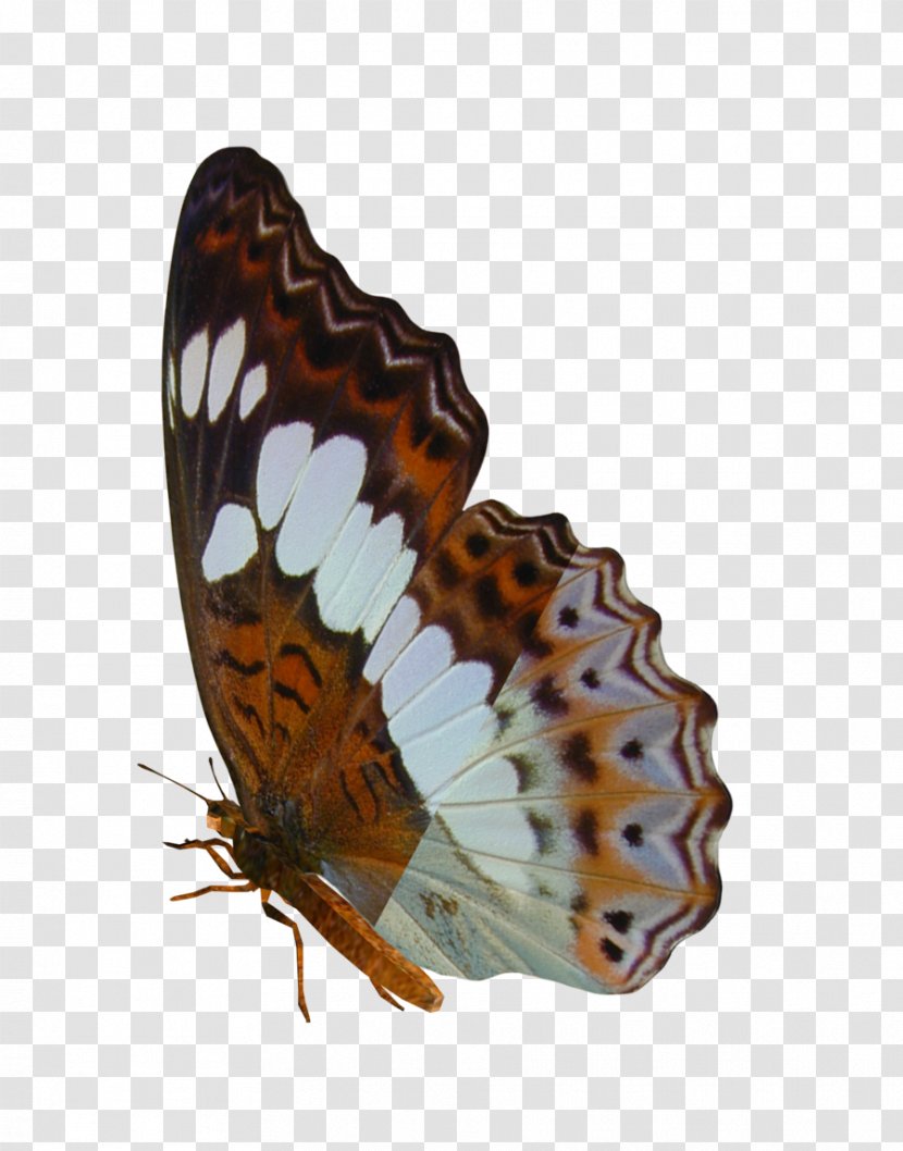 Butterfly Insect Art Moth - Arthropod - Buterfly Transparent PNG