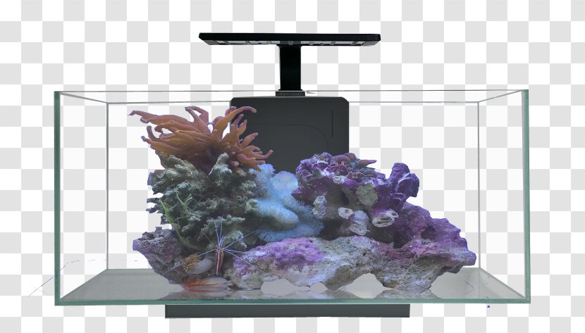 Nano Aquarium Aquariums Reef JBJ Rimless Desktop 10 Gallon Transparent PNG