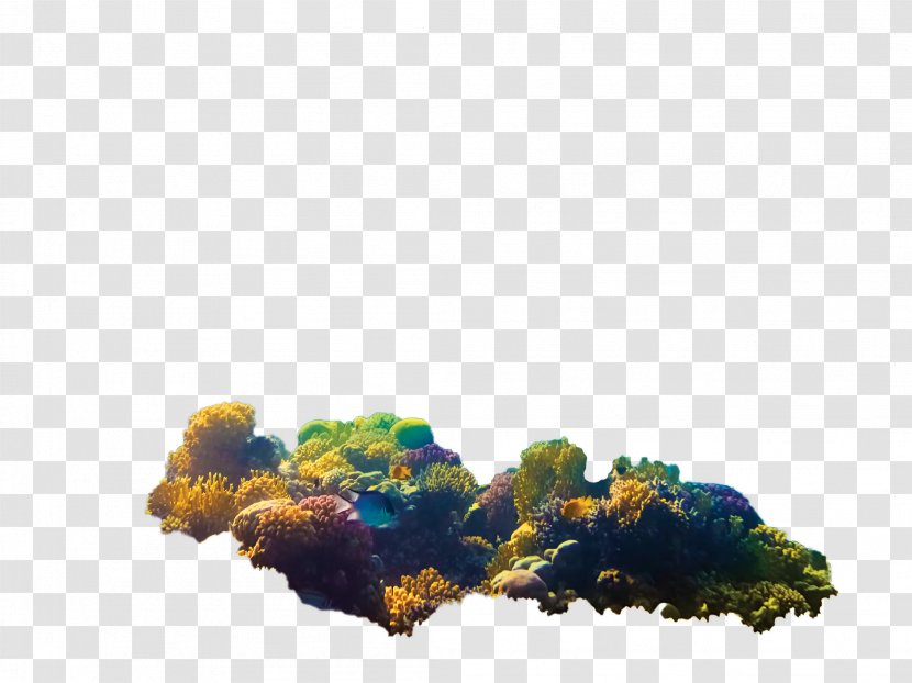 Coral Reef Symbiodinium Aiptasia Zooxanthellae - Sea Anemone Transparent PNG