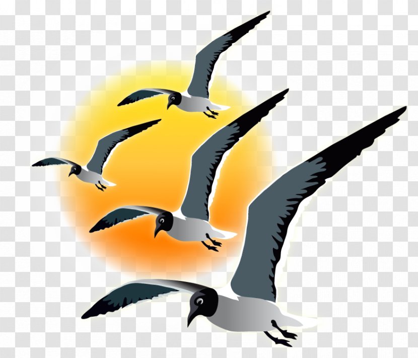 Water Bird Clip Art Fauna Beak - Seagull Sunset Transparent PNG