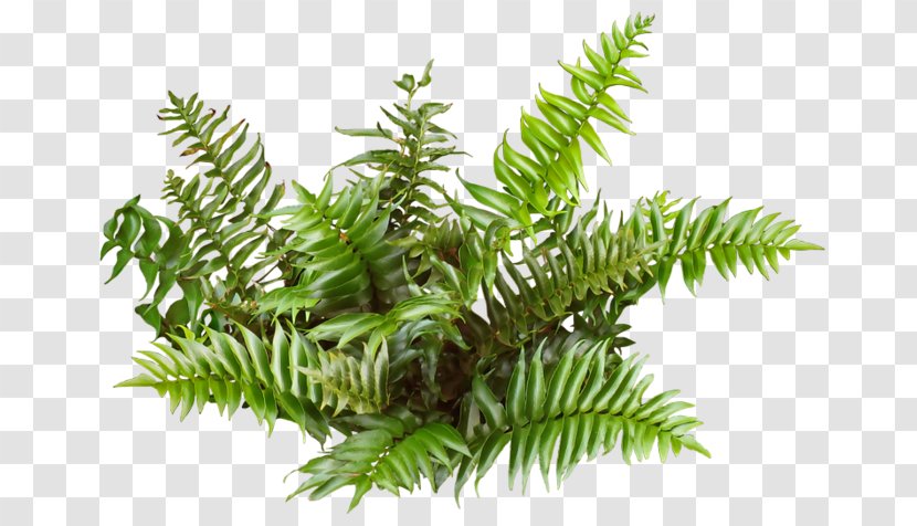 Tree Texture Mapping 3D Computer Graphics - Ferns And Horsetails Transparent PNG