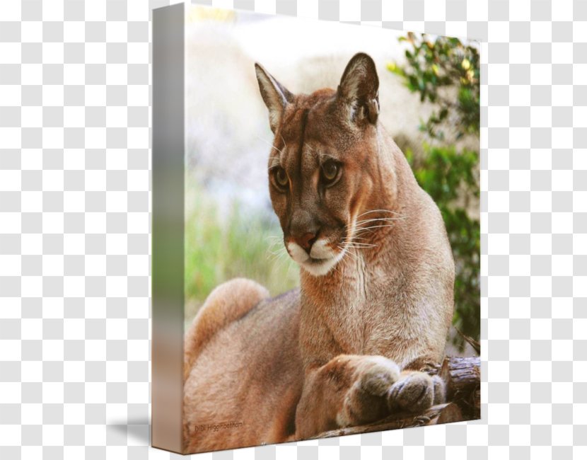 Cougar Whiskers Fur Snout Puma - Terrestrial Animal - Didi & Friends Transparent PNG