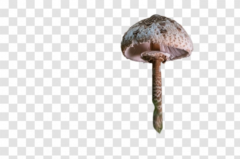Mushroom Shiitake Bolete Agaricaceae Agaricus - Edible - Champignon Matsutake Transparent PNG
