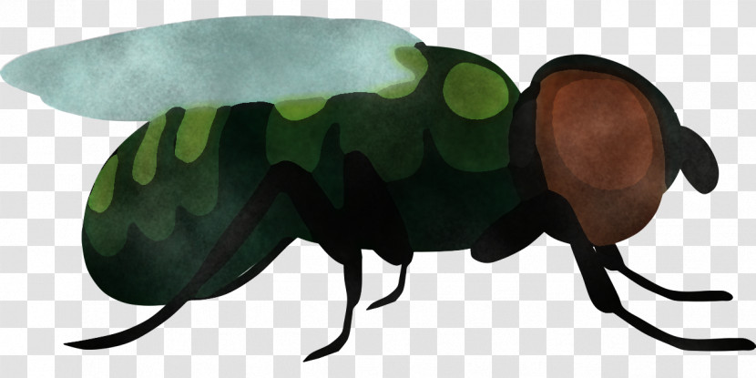 Beetles Insect Science Biology Transparent PNG