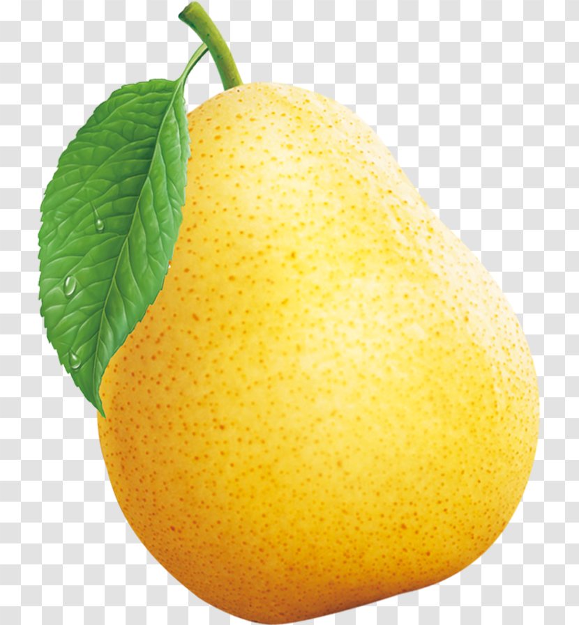 Sydney Citron Pyrus Nivalis Asian Pear Lemon - Meyer Transparent PNG