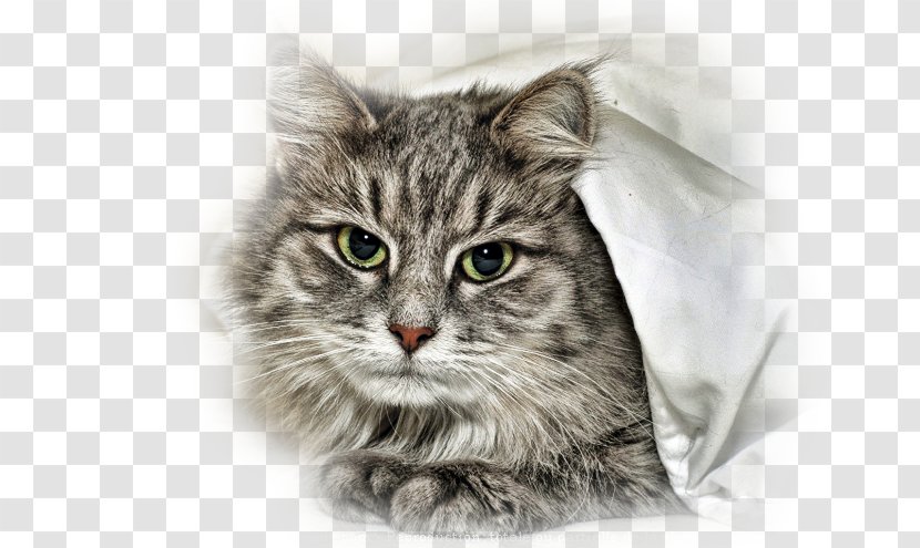 Siberian Cat Norwegian Forest American Shorthair Ragamuffin Asian Semi-longhair - Small To Medium Sized Cats - Kitten Transparent PNG