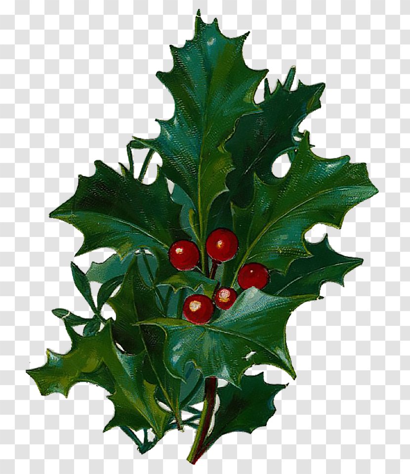 Aquifoliales Common Holly Christmas Greeting & Note Cards CafePress - Curtain Transparent PNG