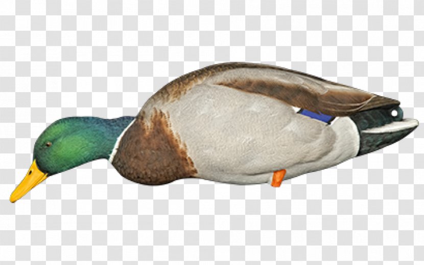Mallard Duck Decoy Bird - Hunting Transparent PNG