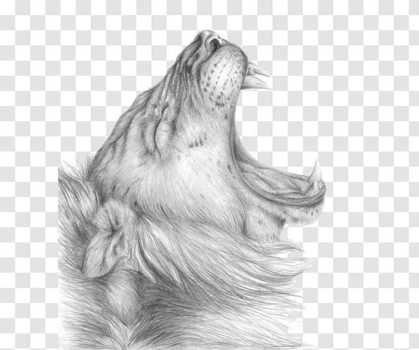 Lion Drawing Sketch - Carnivoran - Lioness Roar Clipart Transparent PNG