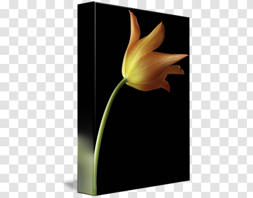Still Life Photography Tulip Petal - Plant Stem - Orange Transparent PNG