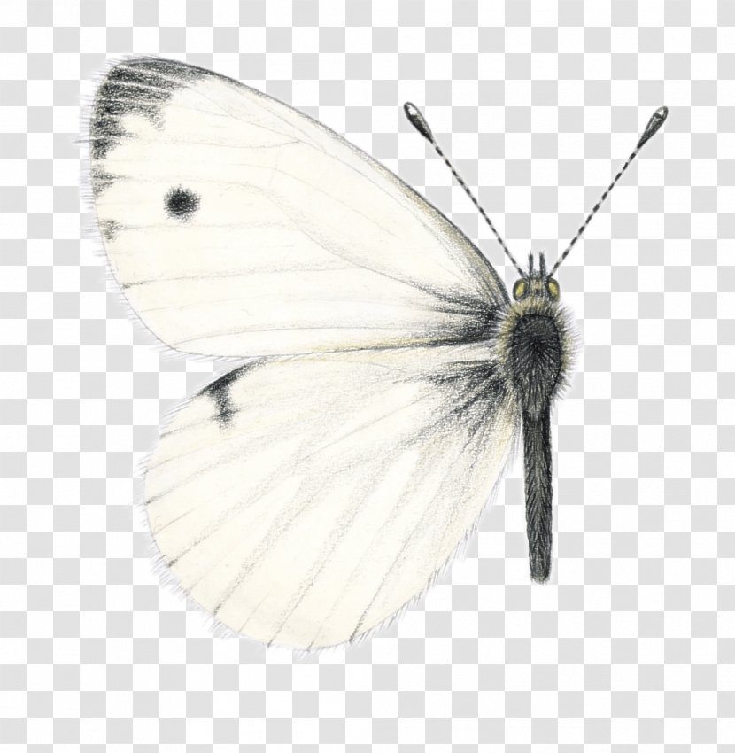 Brush-footed Butterflies Pieridae Moth Butterfly - Insect Transparent PNG