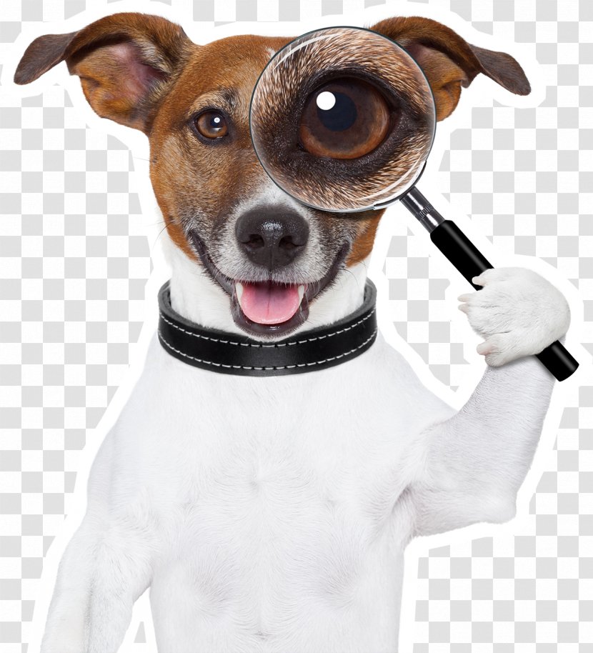 Dog Stock Photography Royalty-free Image - Russell Terrier Transparent PNG