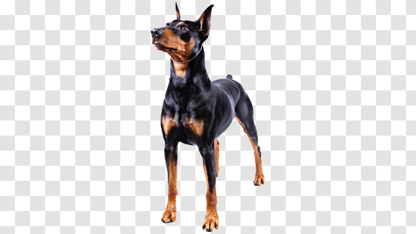 Dobermann Miniature Pinscher German Manchester Terrier English Toy Transparent PNG