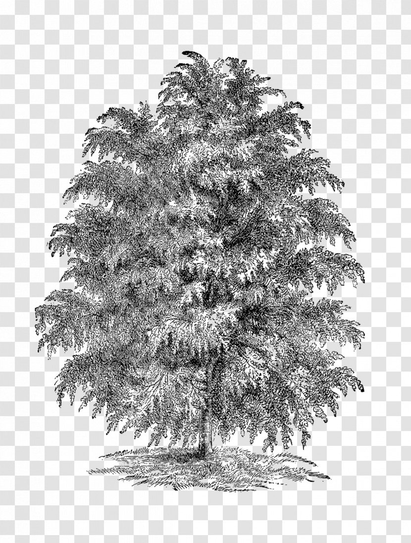 Spruce Fir Larch Tree Clip Art - Branch Transparent PNG