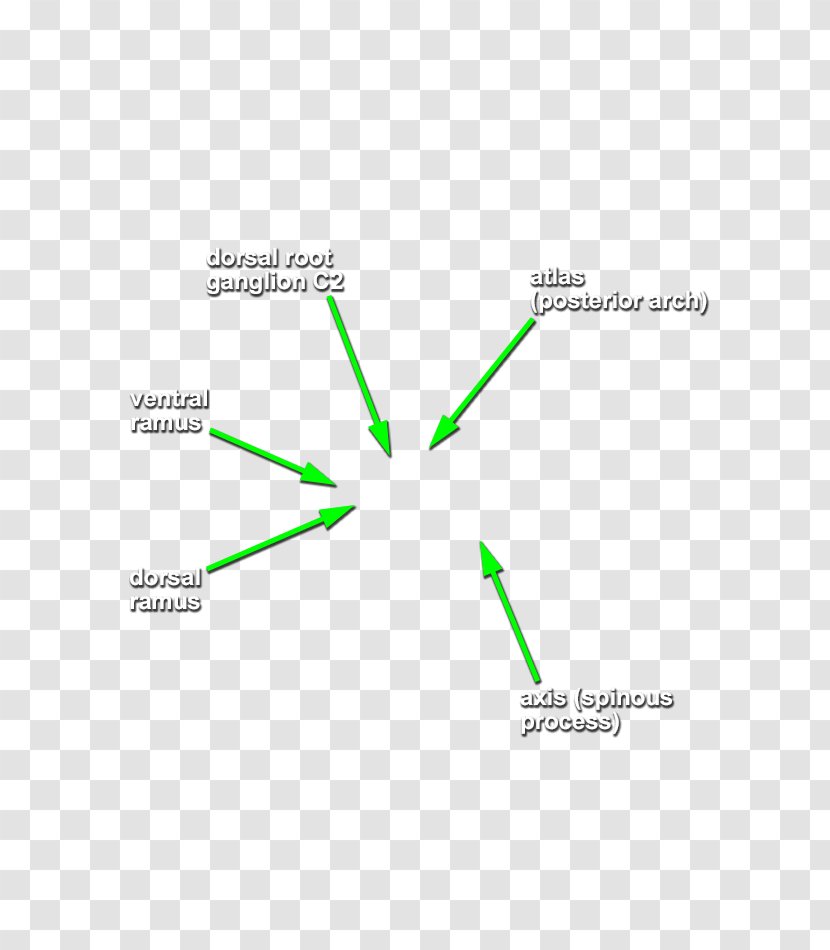 Line Angle Diagram - Text - Head And Neck Transparent PNG