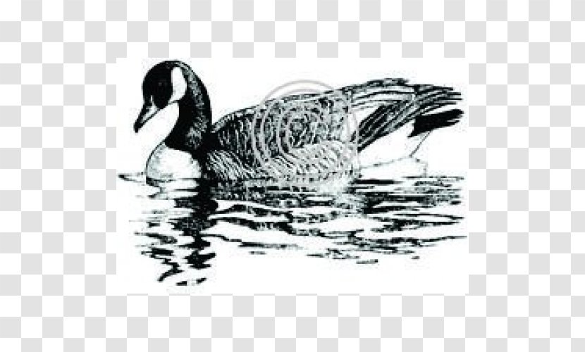 Duck Goose Fowl Feather Drawing - Bird Transparent PNG
