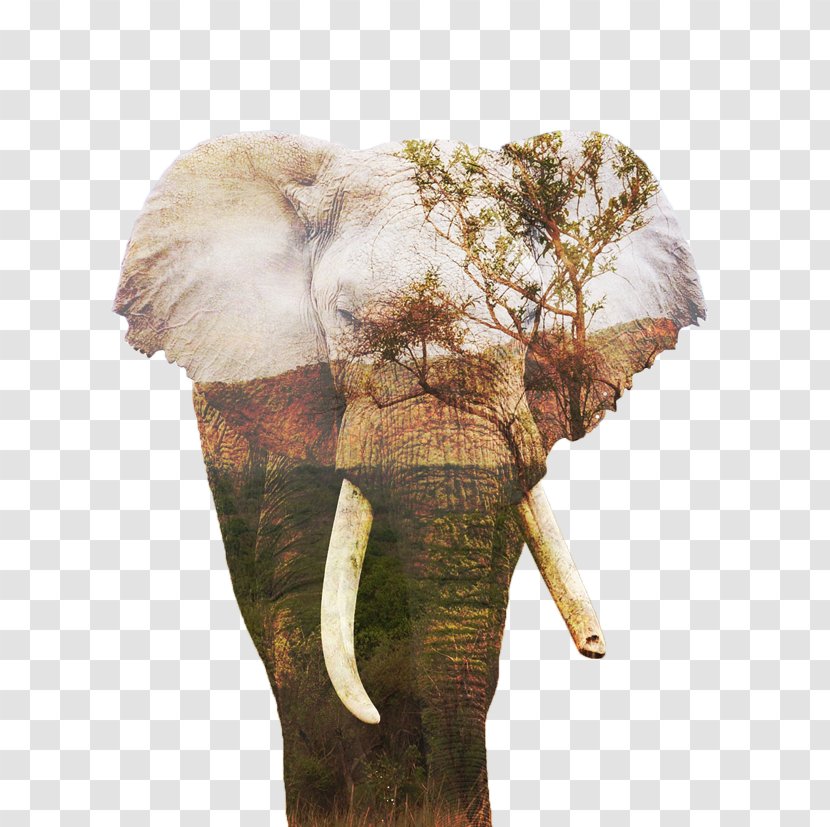 Indian Elephant African Terrestrial Animal - Bush Transparent PNG