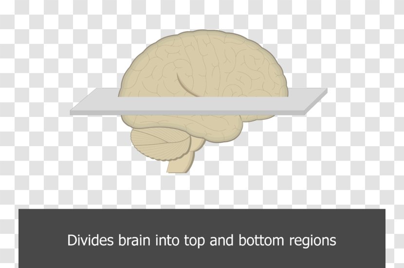 Horizontal Plane Brain Angle Table - Learning Transparent PNG