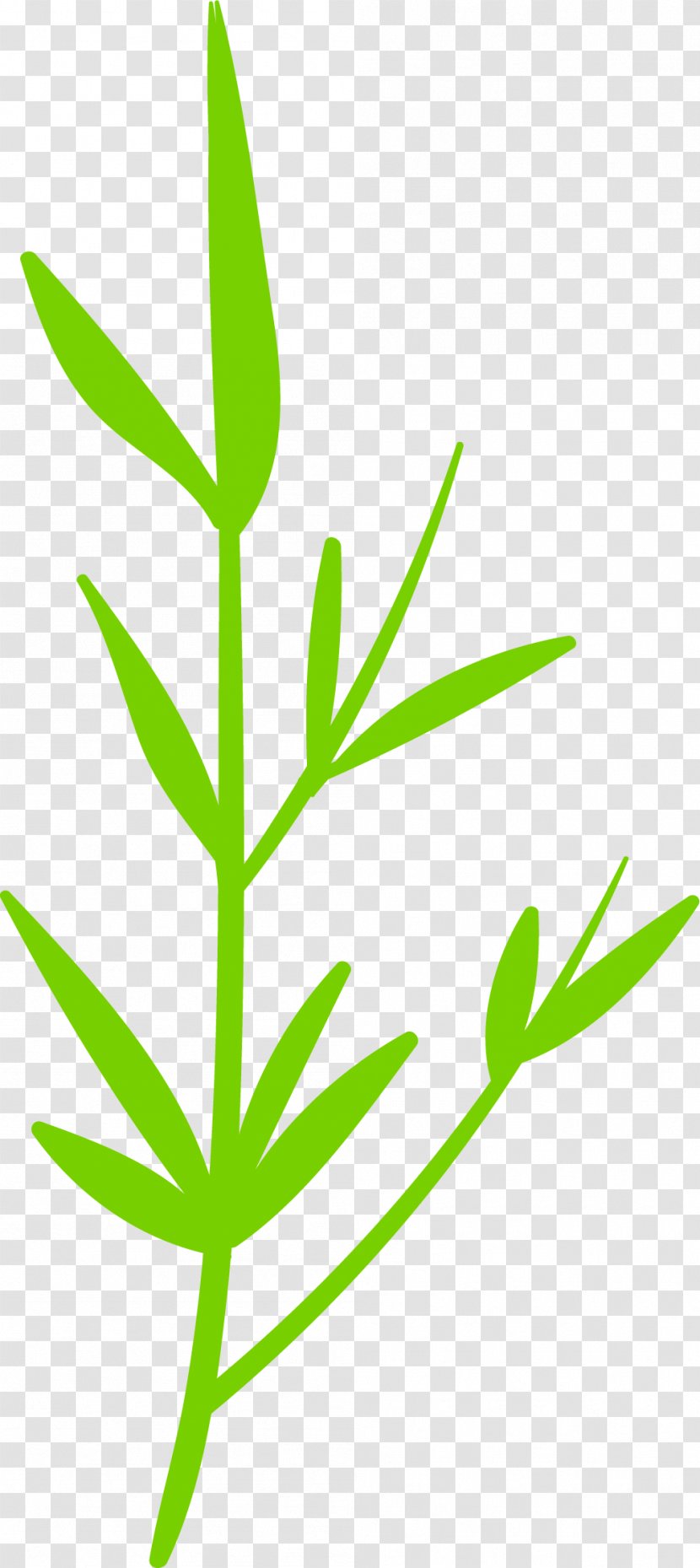 Leaf Grasses Plant Stem Hemp - Grass Family - Hand Painted Green Transparent PNG