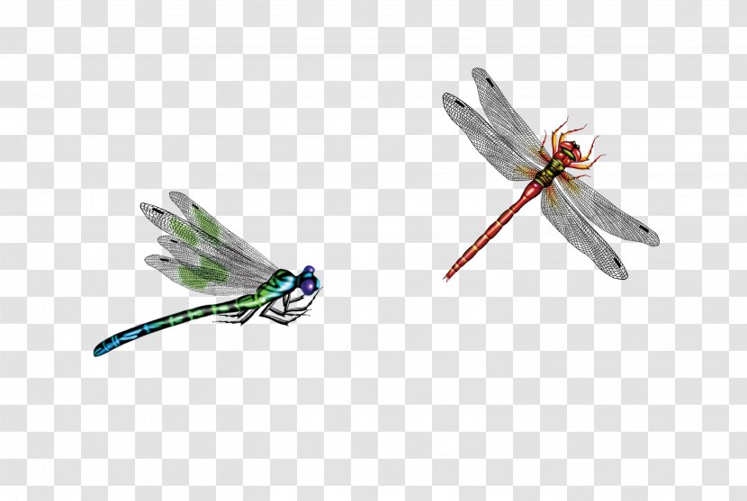 Dragonfly Insect - Pollinator Transparent PNG