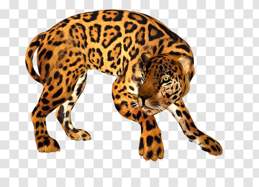 Jaguar Leopard Tiger Cheetah Lion - Fauna - Persian Transparent PNG