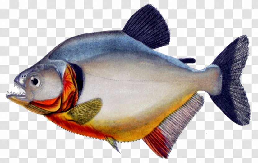 Red-bellied Piranha Redeye Fish Megapiranha Paranensis - Seafood Transparent PNG